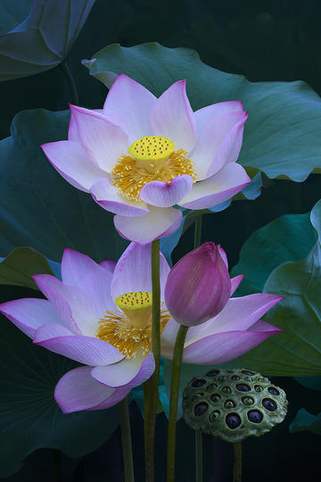 樱花校园模拟器新年版